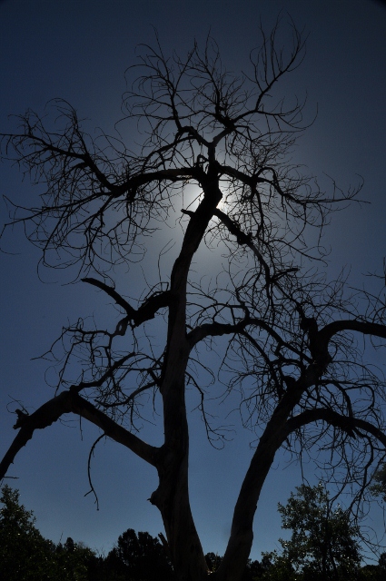 tree Along the Scotsman Trail